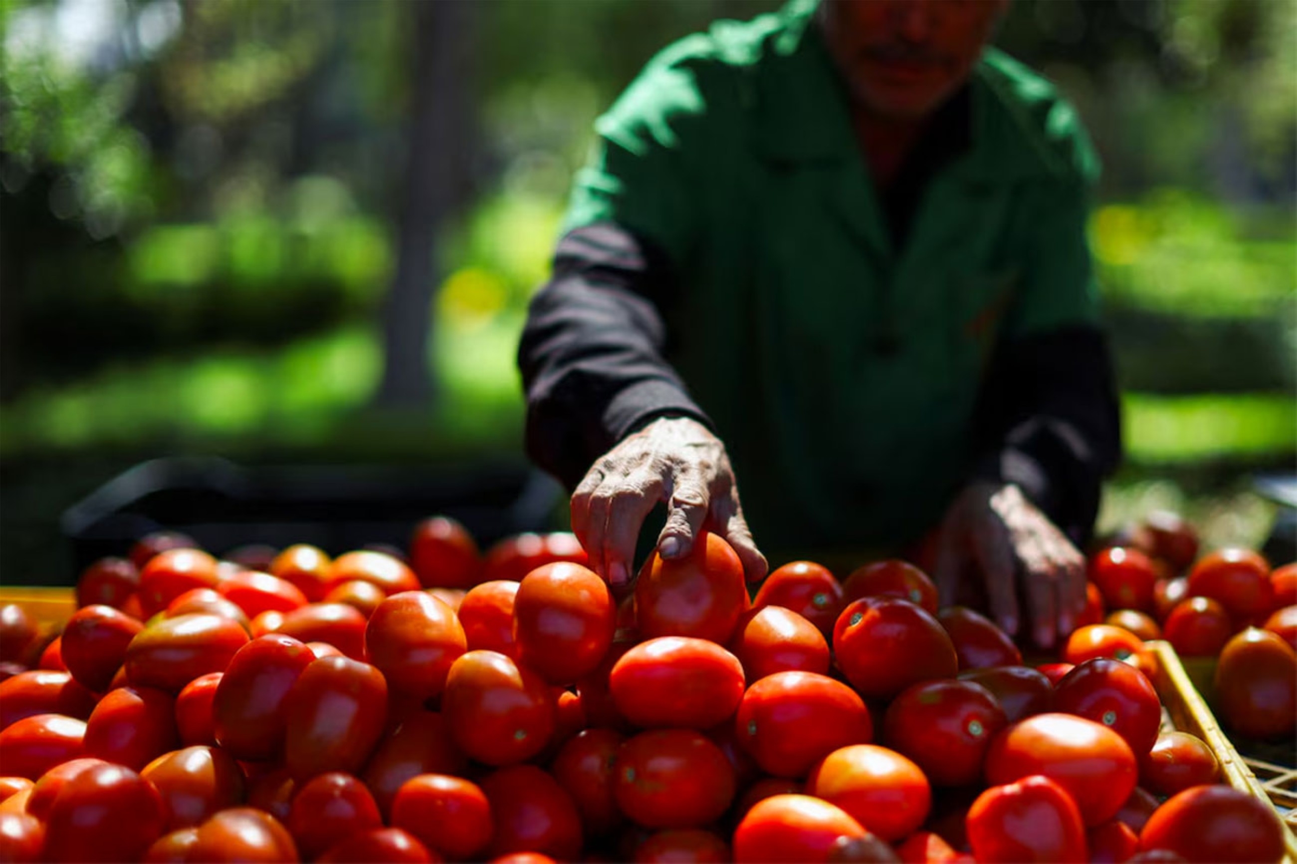 What the tomato teaches us about free trade