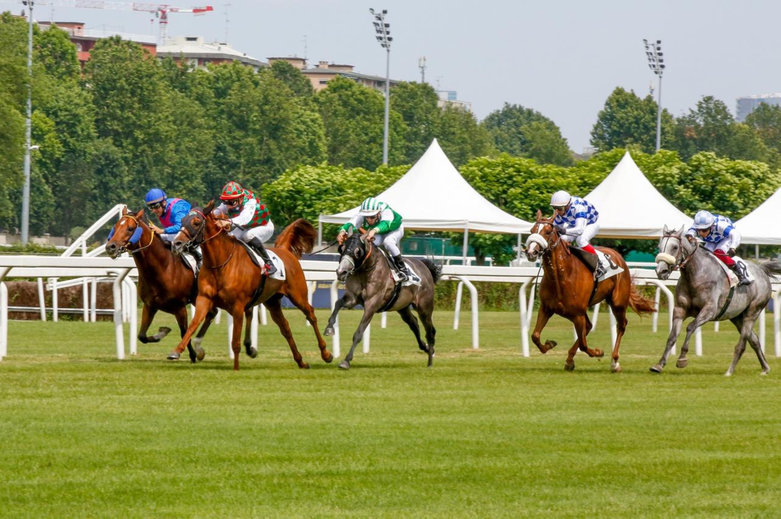 Fifth round of UAE President's Cup for Purebred Arabians to be held in Italy