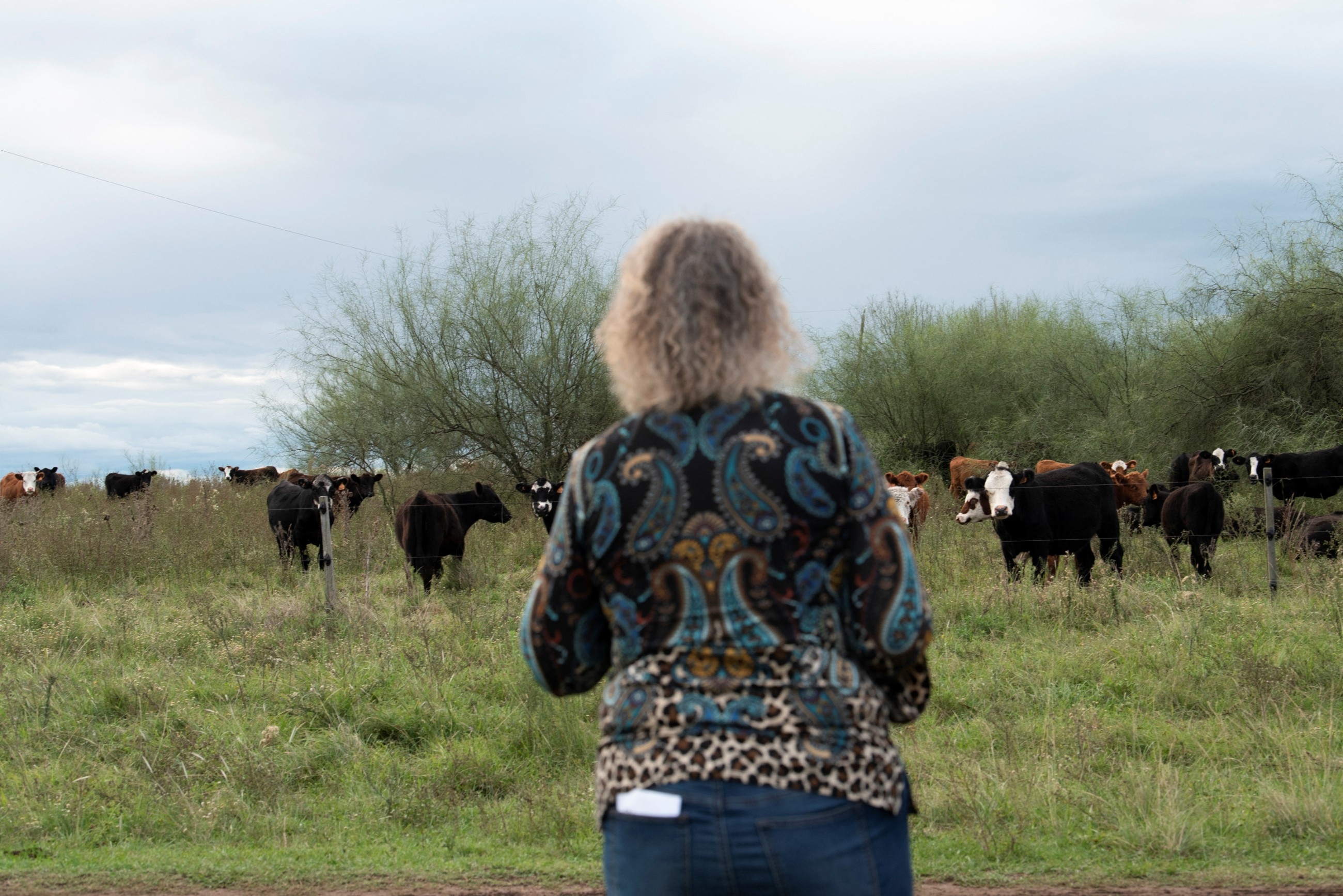 Phantom cows spark $350m Uruguay scam