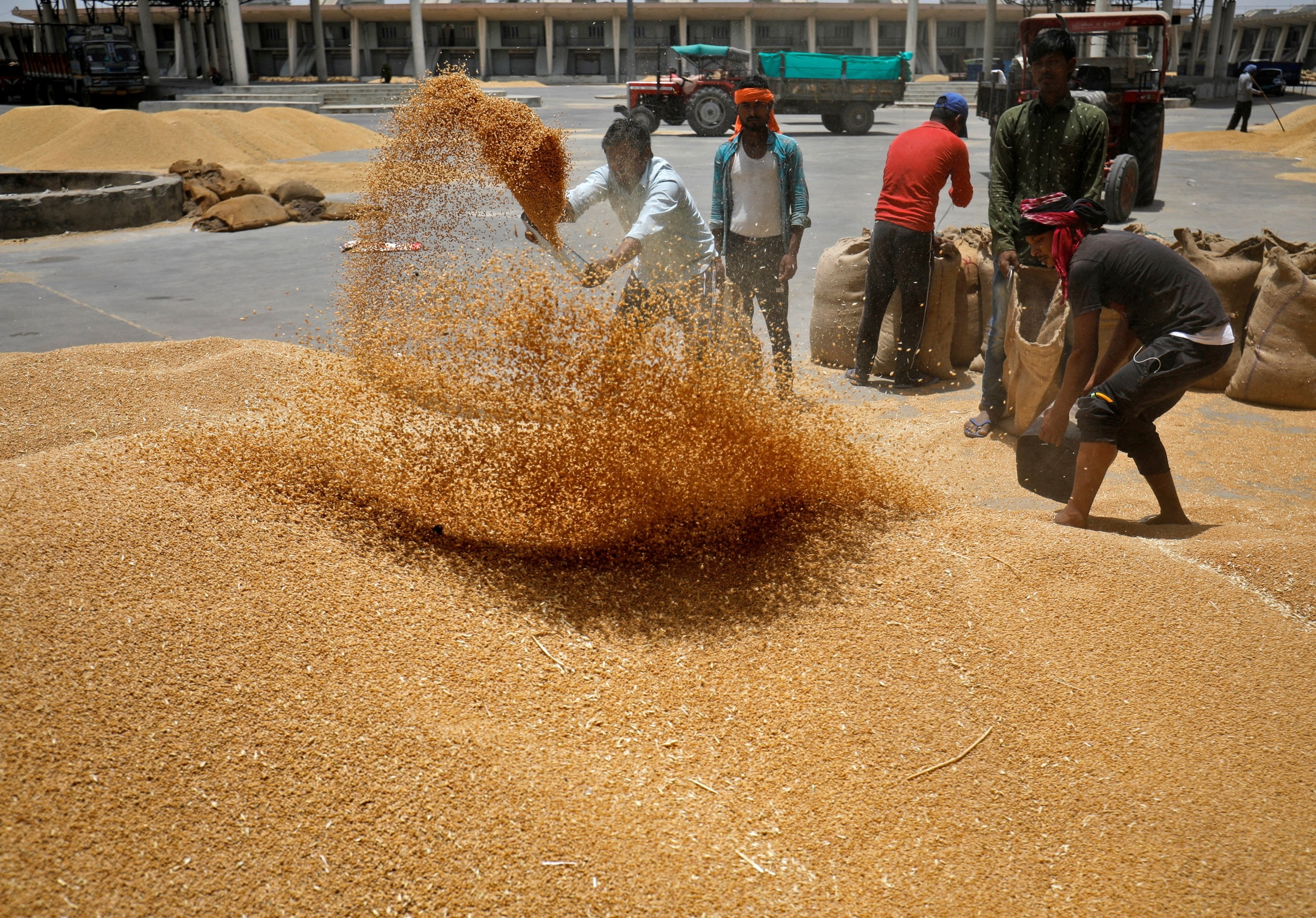 India's wheat harvest defies market speculation