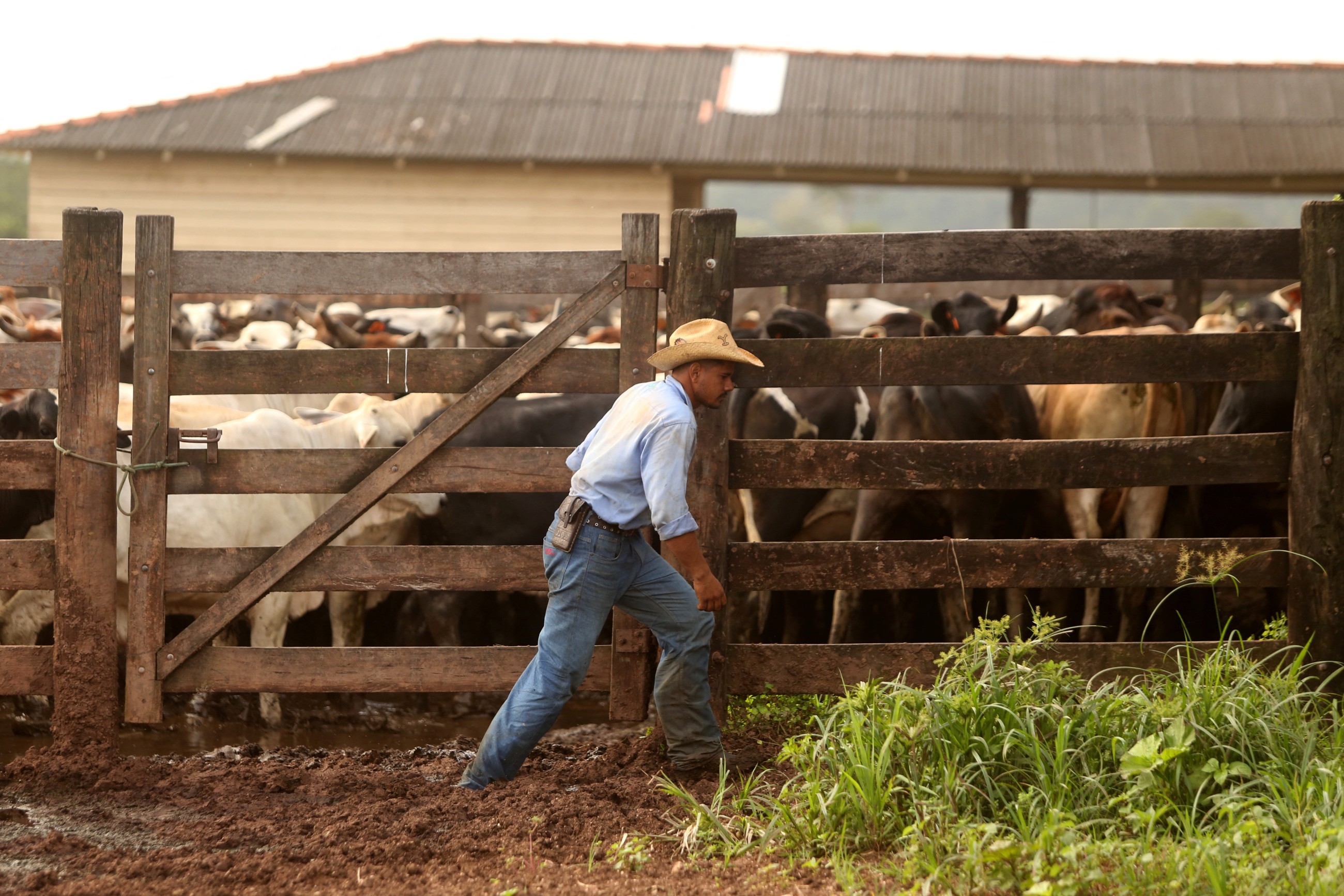 Why ‘King of Cattle' is embracing a plan to save the Amazon