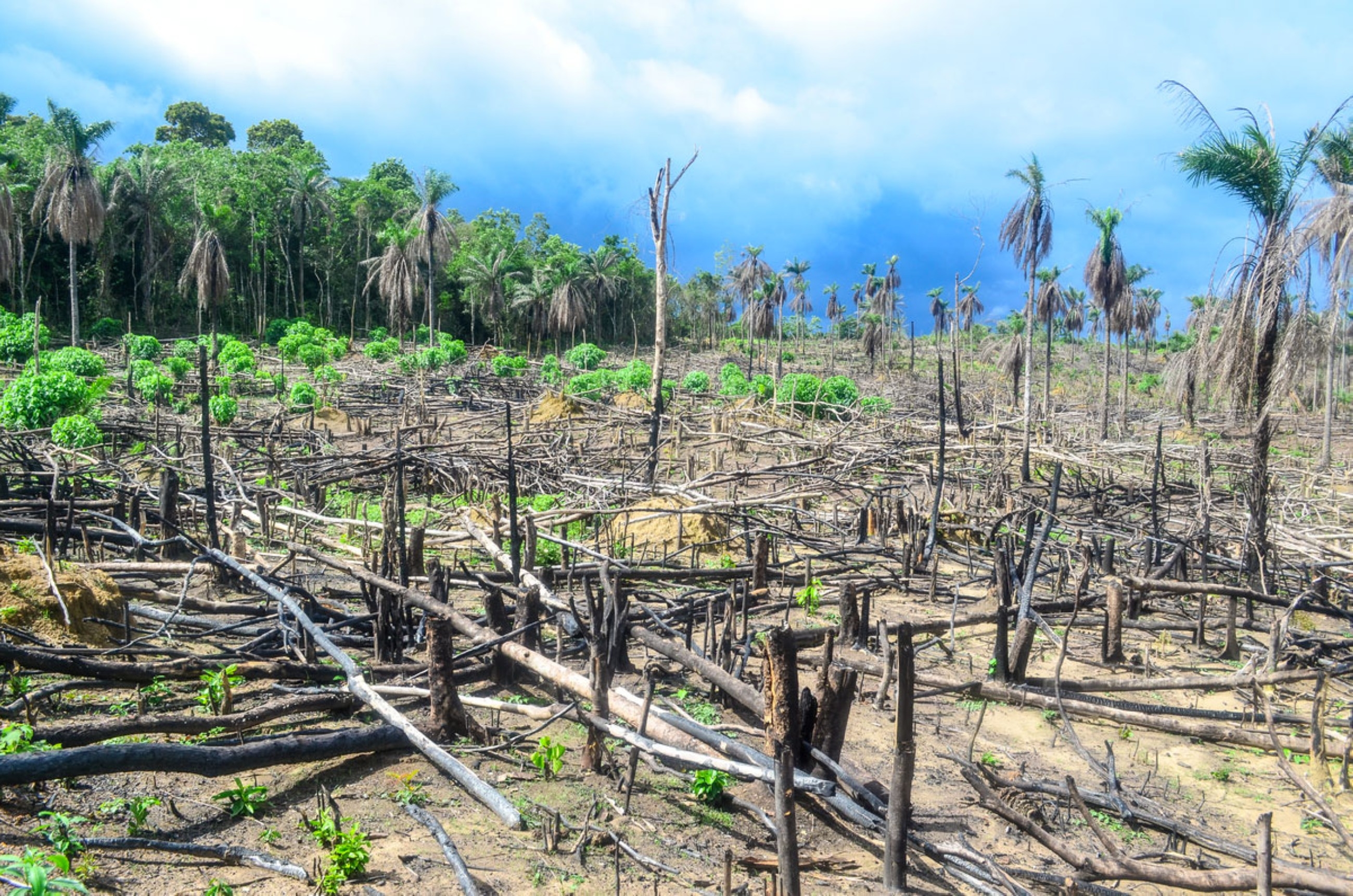 Villagers step up to halt Sierra Leone deforestation
