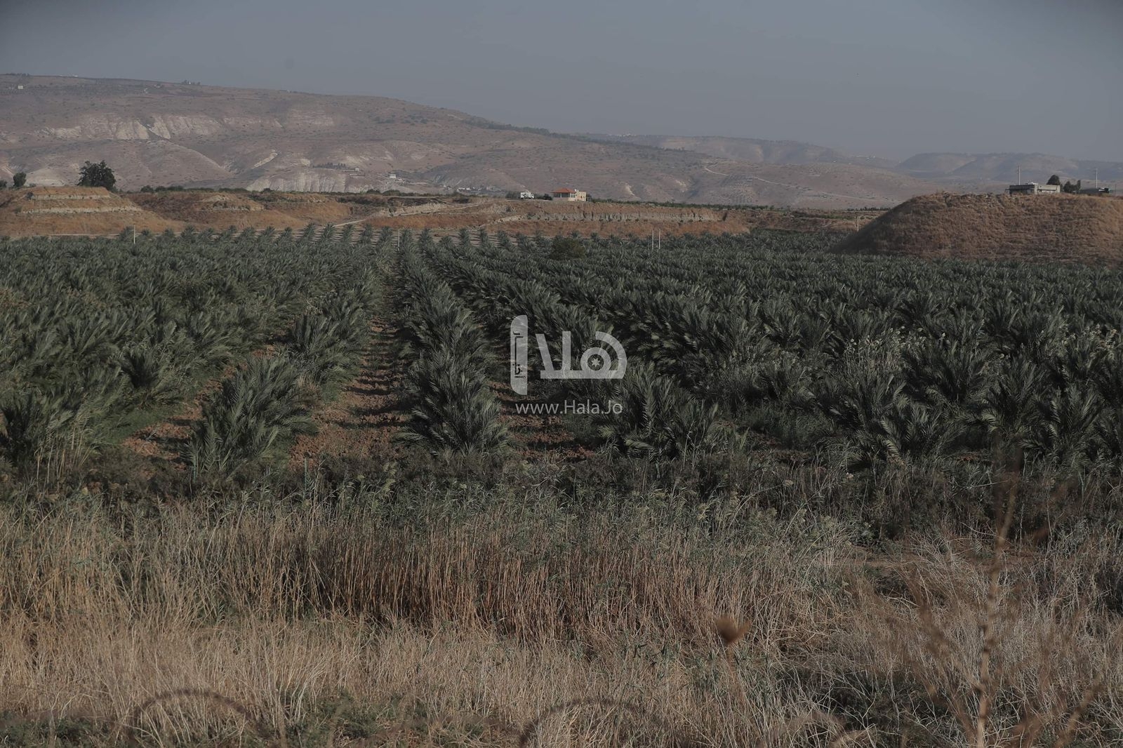 46.1 أعلى درجة حرارة مئوية سجلت في الأردن السبت