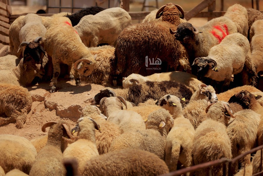 'الأمانة': بدء استقبال طلبات بيع وذبح الأضاحي الكترونياً اليوم