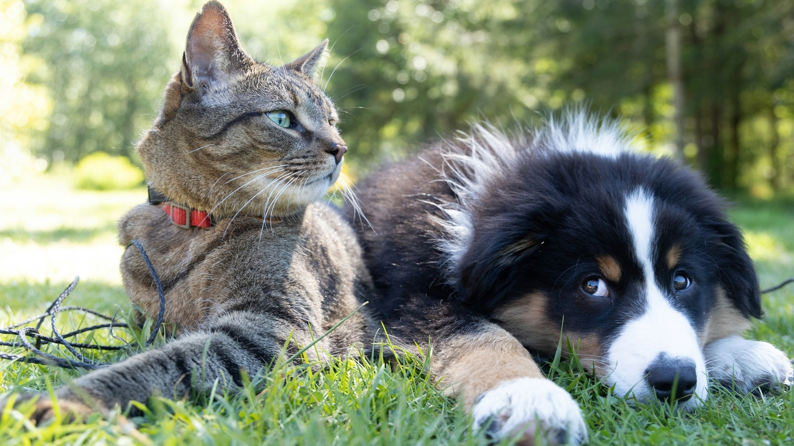 Vet shares 4 common illnesses that pets suffer from in summer; shares 7 prevention tips
