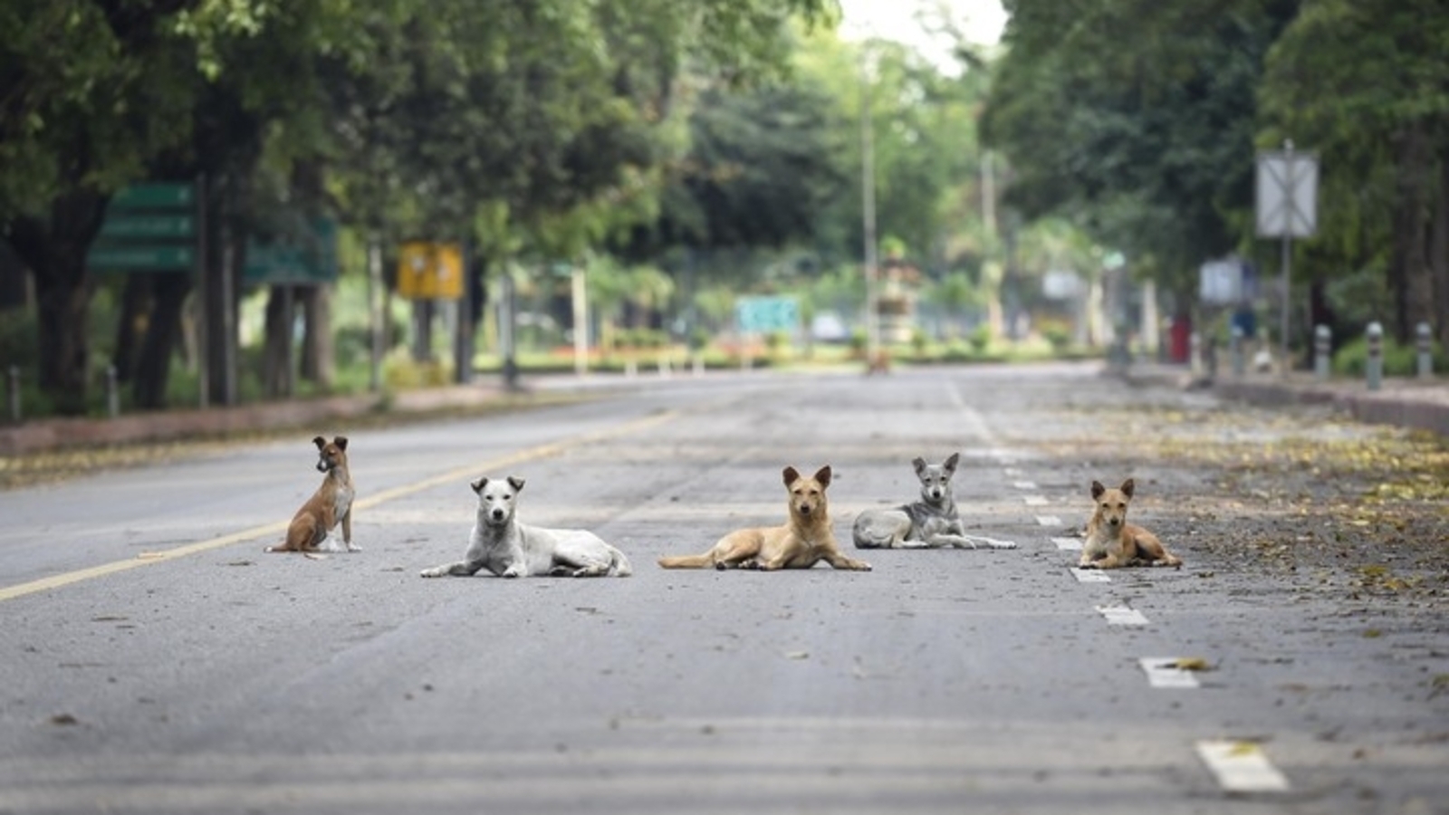 Street Dog-Free Delhi: To be or not to be? Residents, RWAs, animal lovers debate on ‘rehabilitation' policy