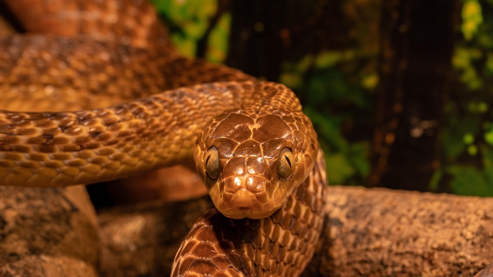 Passenger returning from Bangkok caught at Mumbai airport for carrying venomous snakes, turtles