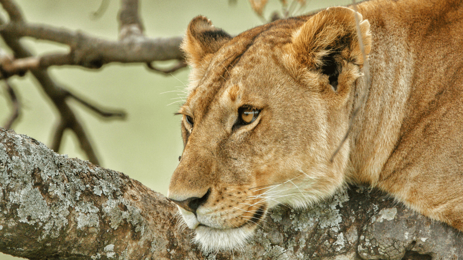 Businessman mauled to death by lioness while camping with wife during safari trip