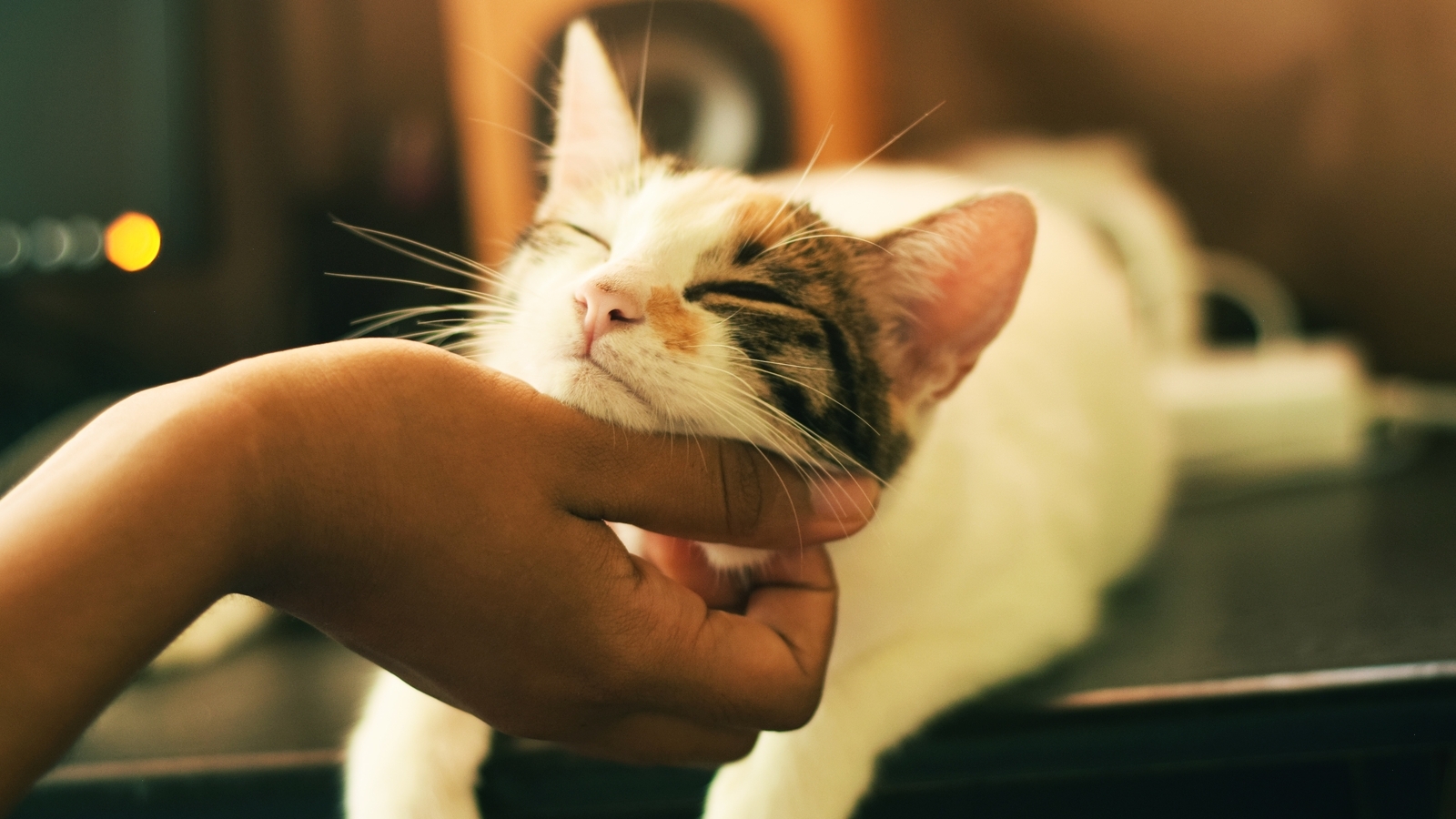 Dogs and cats can also suffer from allergies: Tips to help your furry friends