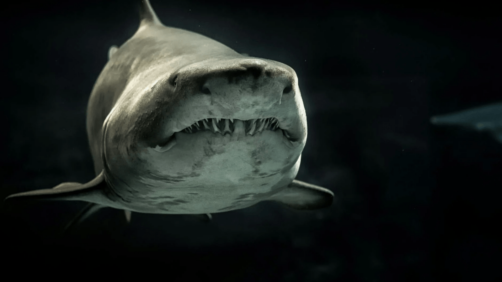 ‘Revenge' stabbing: Florida man arrested after video shows him knifing shark for stealing his fish