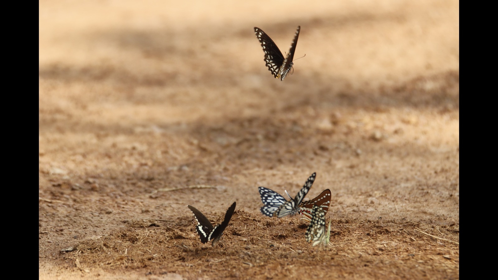 Dudhwa Tiger Reserve now home to 180 butterfly species