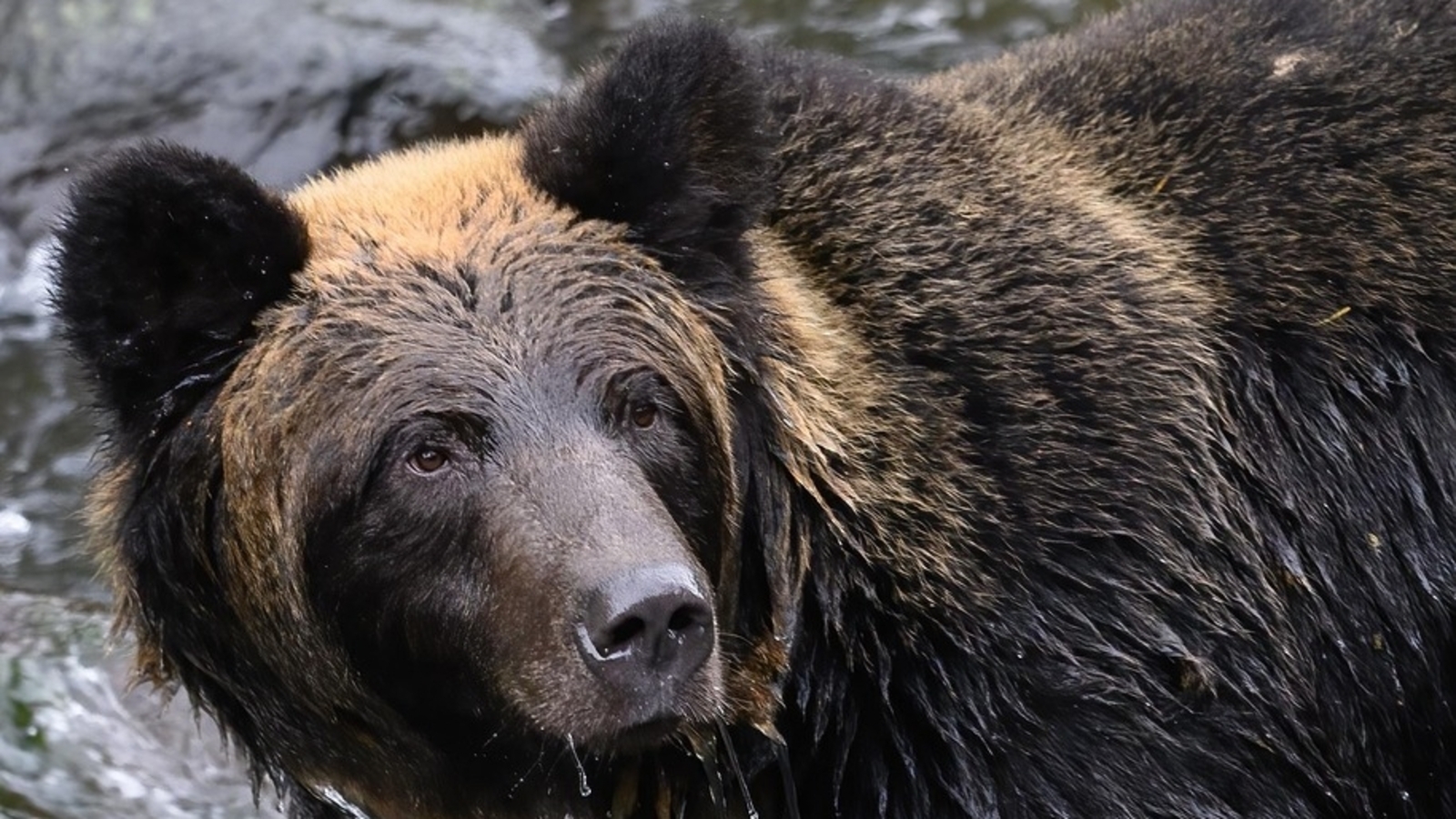 Greek hiker attacked by bear dies after falling off ravine