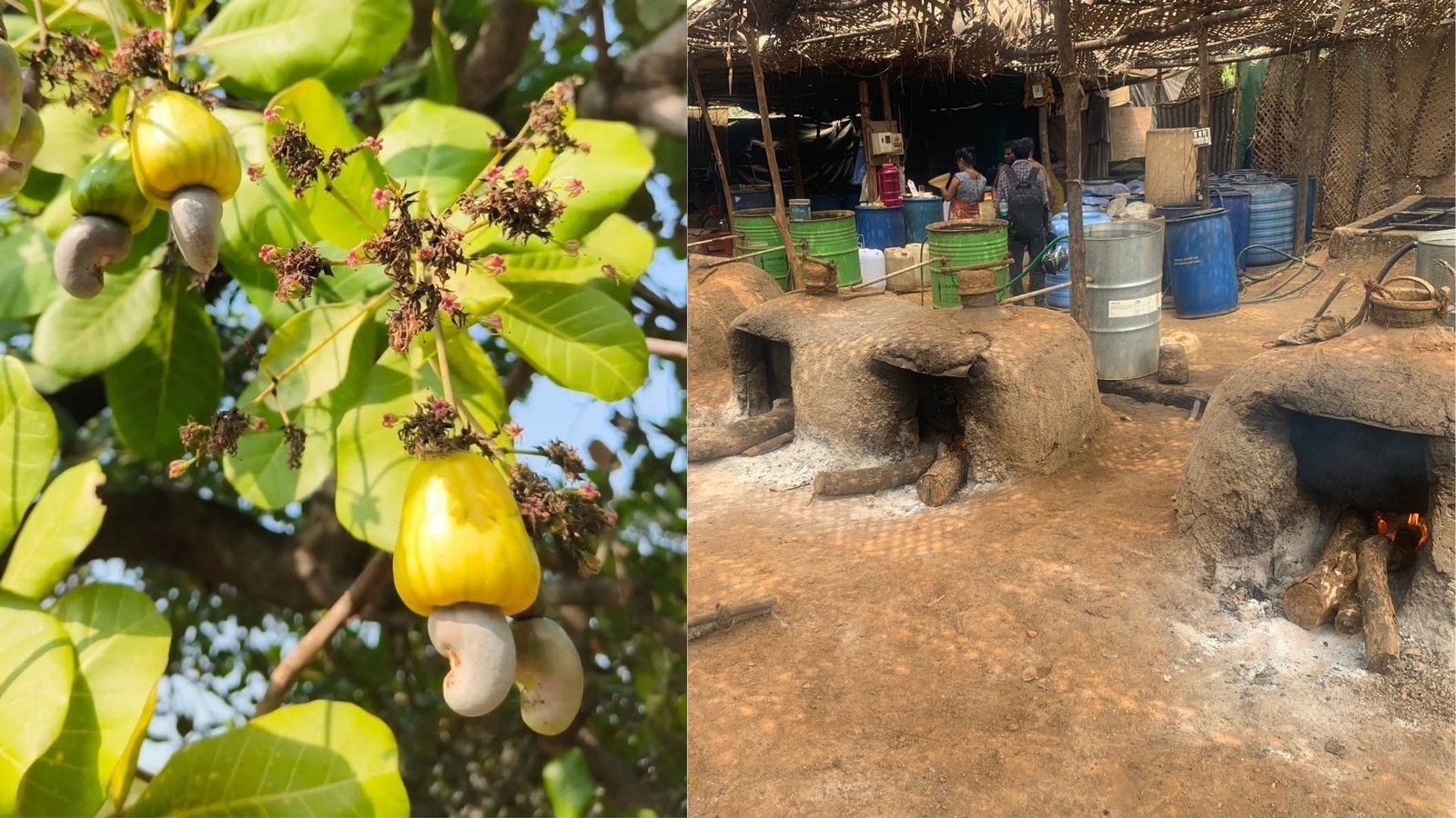 Goan feni is GI-tagged: A milestone for this homegrown spirit
