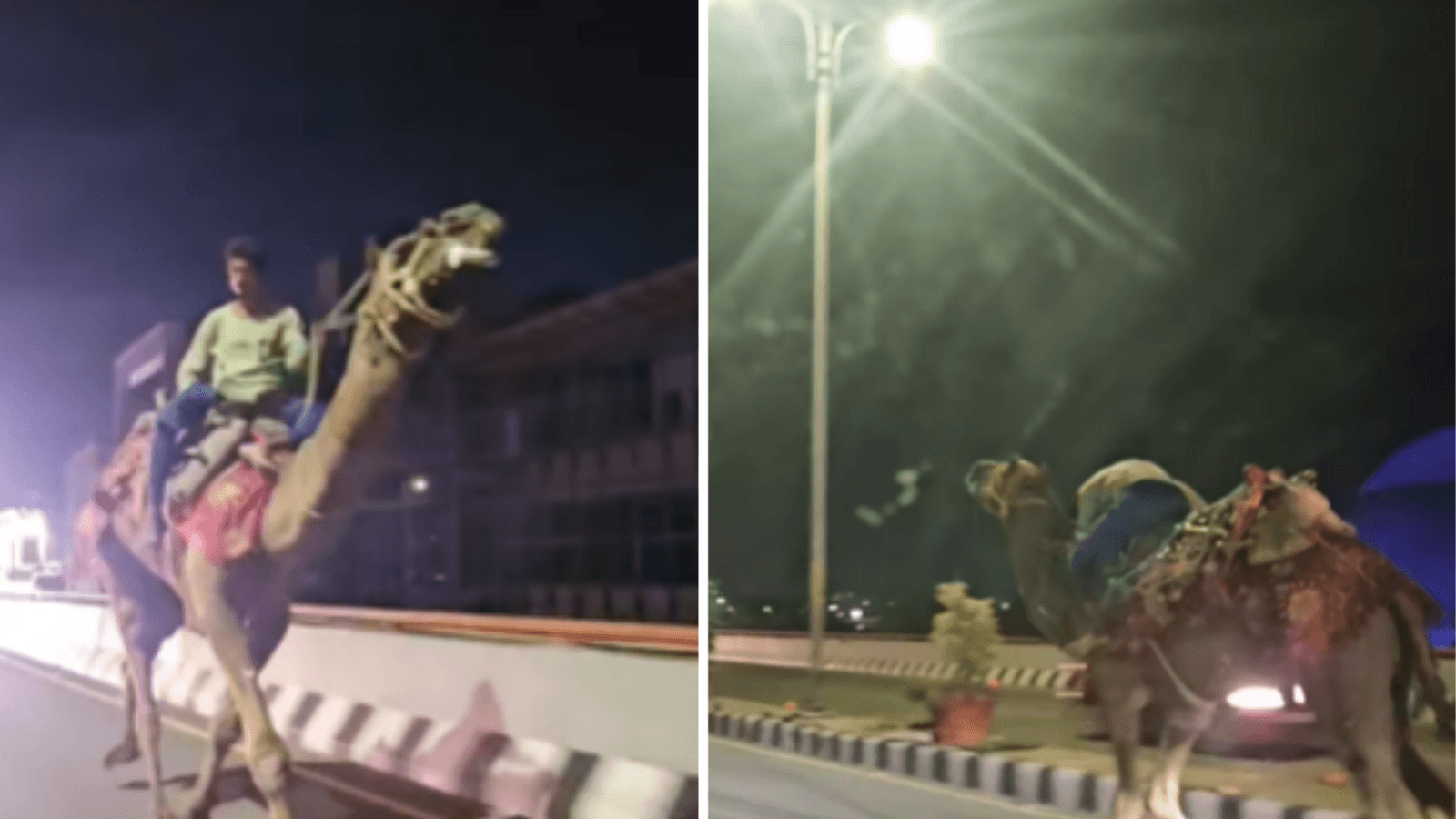 Drunk man riding camel sparks chaos on Hyderabad highway, bizarre video goes viral