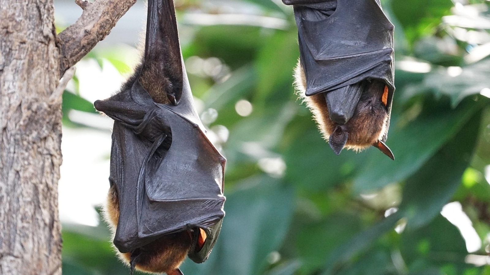 Scientists find 20 unknown viruses related to deadly human diseases in Chinese bats