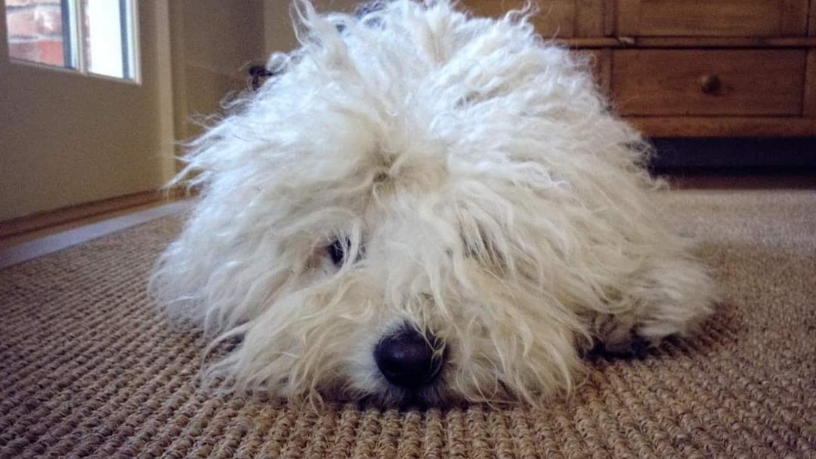 Mark Zuckerberg announces the passing of his dog, Beast: 'Enjoy heaven, little guy'