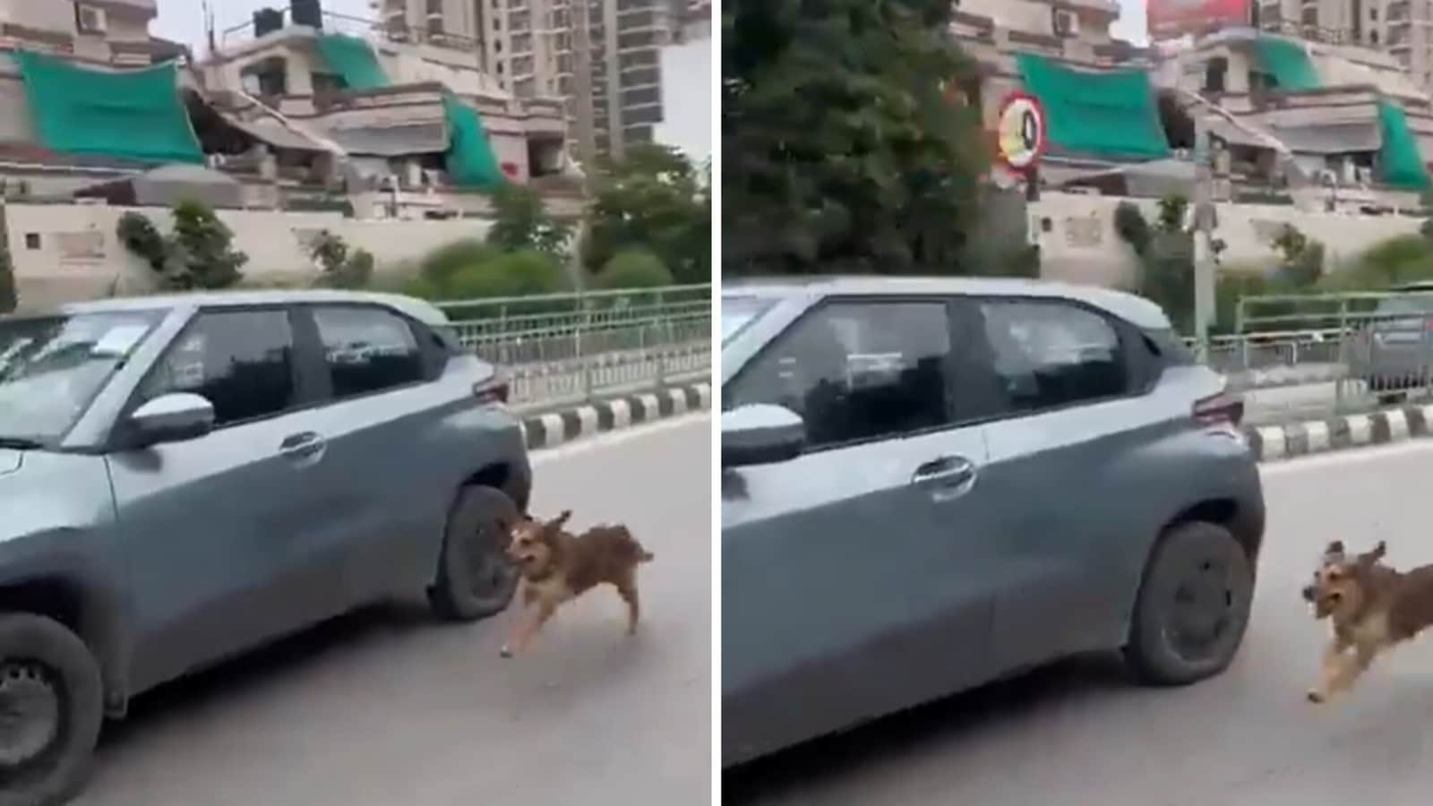 Gut-wrenching video shows helpless dog desperately chasing owner's car: 'Why are people so cruel?'