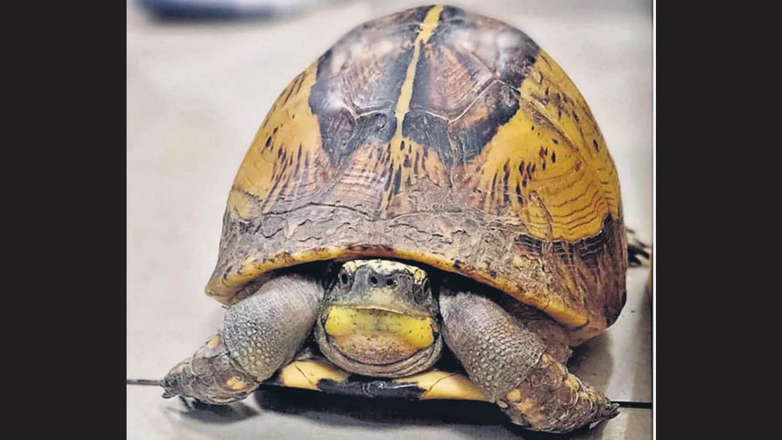 Endangering wild animals being smuggled seized in CSMIA