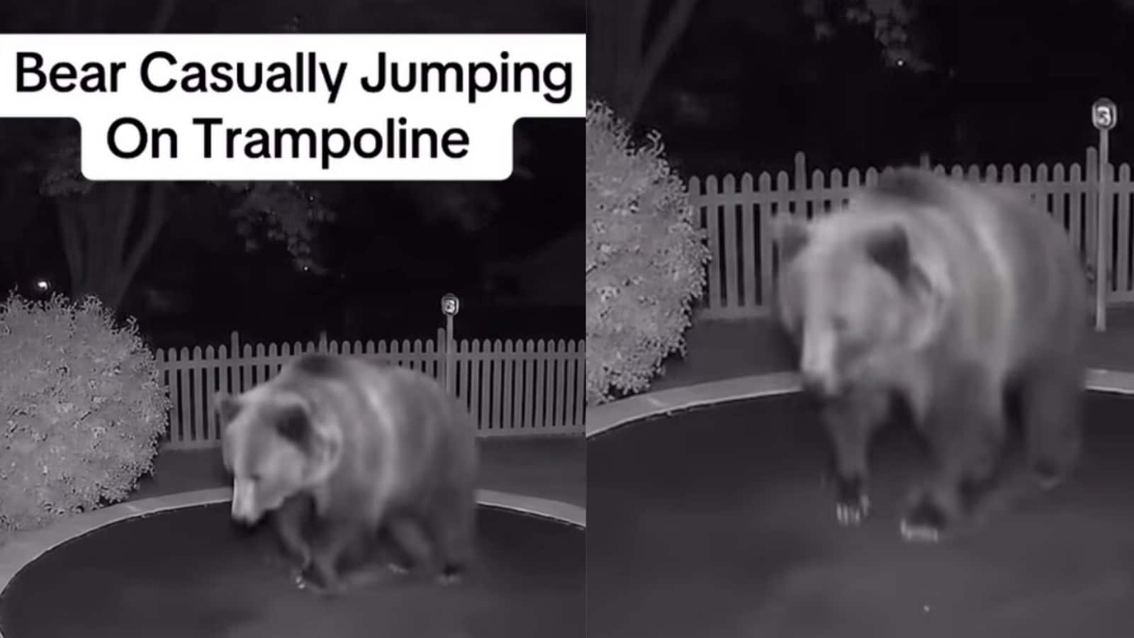 The truth behind the viral video of a bear bouncing on a trampoline. Look closer