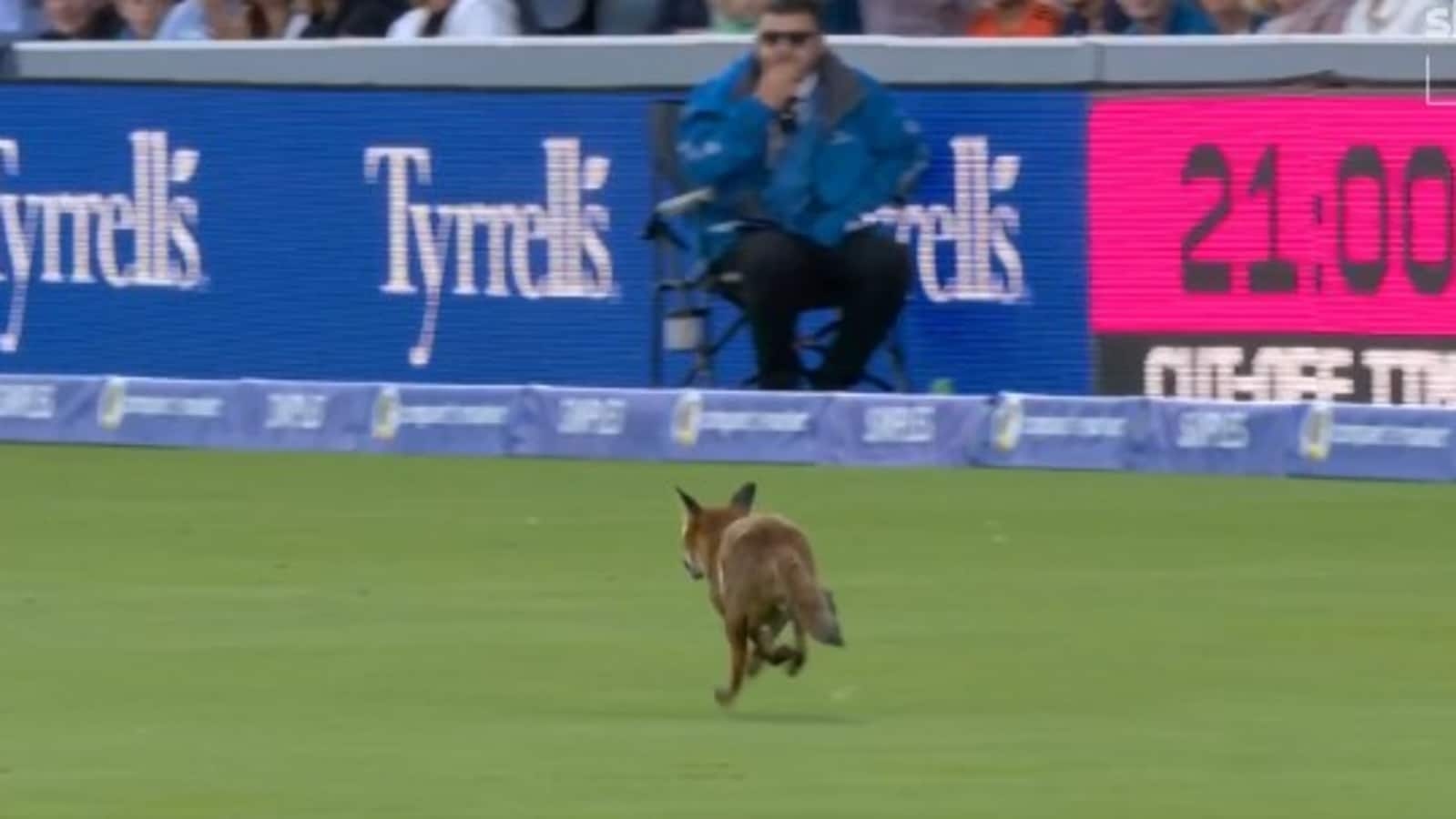 Fox crashes Lord's at The Hundred opener as crowd erupts, play halts as wild visitor sprints across the field