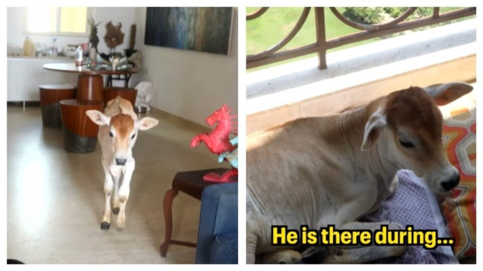 Meet Mr Alex: The ‘gentleman' calf living on a 28th-floor apartment, enjoying balcony views and cuddles