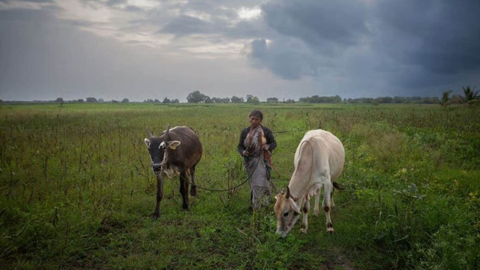 Cow's milk, as well as Russian oil, fuels the US-India trade war