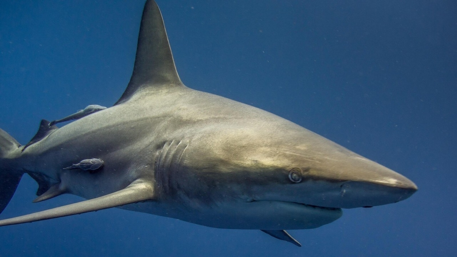 10-foot great white shark spotted lurking near Maine beaches, officials issue warning