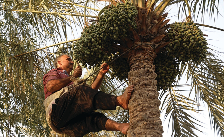Iraq exports 300,000 tons of agricultural products in 4 months