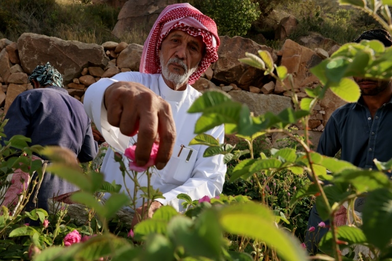 Saudi ‘city of roses' offers fragrant reminder of desert's beauty