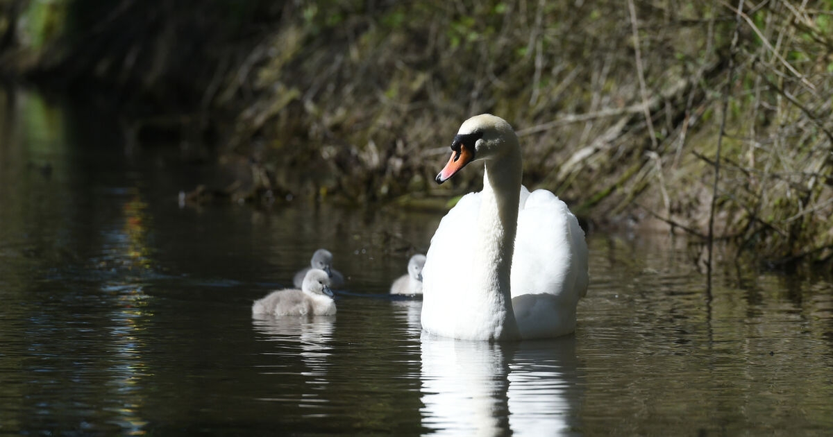 The mystery of a swan's death in Co Offaly