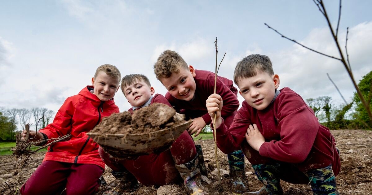 Watch: 100 Million Trees Project
