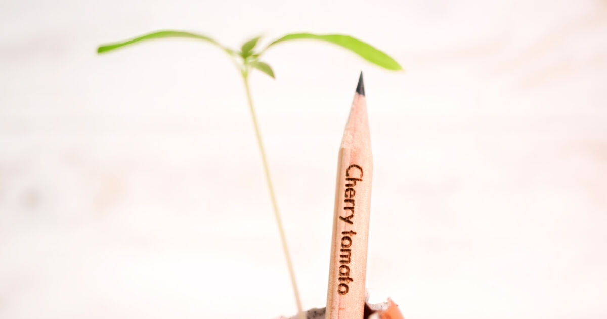 Tots to Teens: Choose sustainability with these plantable pencils that grow into herbs
