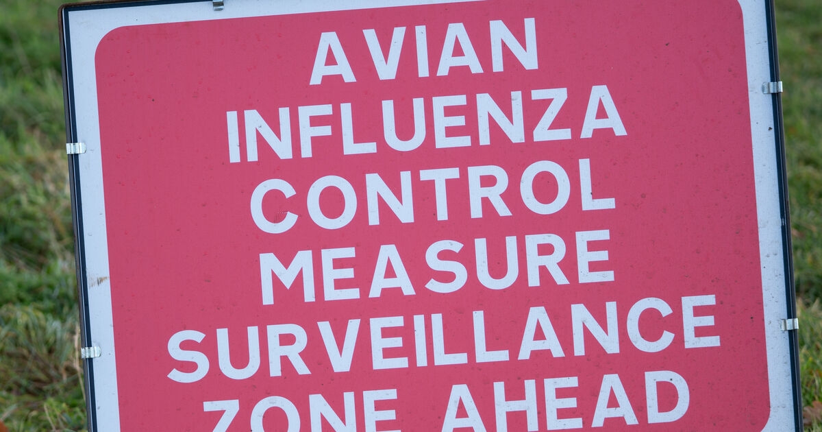 Poultry housing order to protect flocks from bird flu to be lifted next month