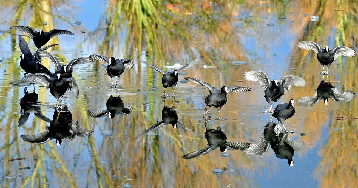 Birds of Ireland: Coot
