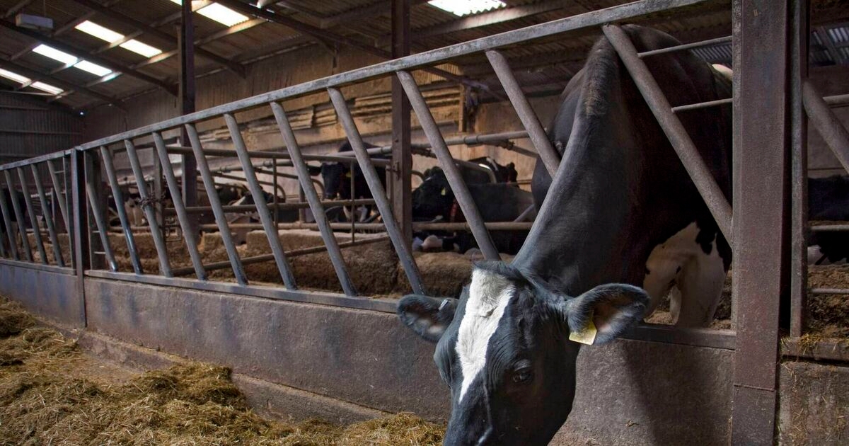 The anonymous cow - the 'old faithfuls' on every farm