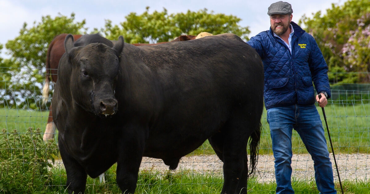 The Cork pedigree cow breeder who has expanded from the Irish market to the US and Europe