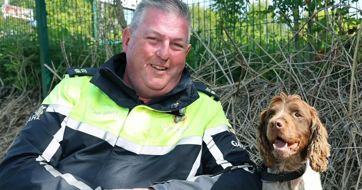 'He's a partner, and a best friend': Meet Wilson, the rescue dog fighting crime in Cork