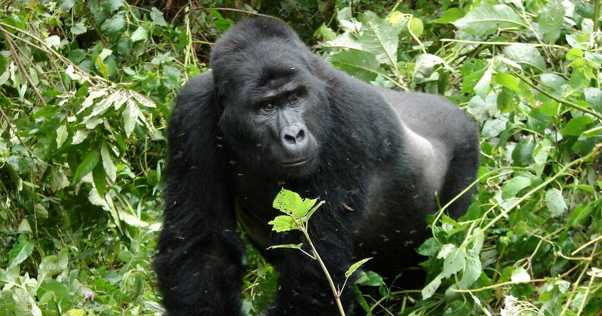 I had one of the most exhilarating experiences of my life in Uganda