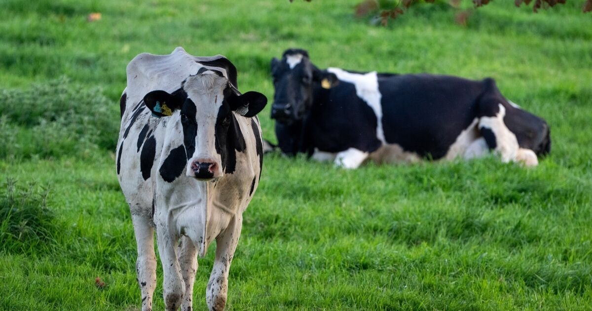 TB cost farmers more than €150m in 2024, reports IFAC