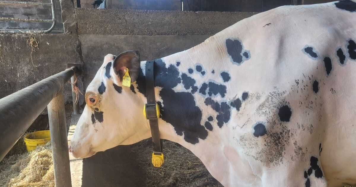 Paula Hynes: From AI to DIY - It's all go on the farm in Aherla