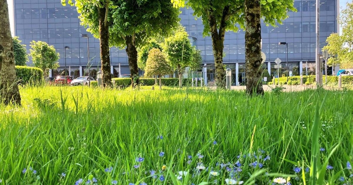 Biodiversity conservation in action at Gas Networks Ireland