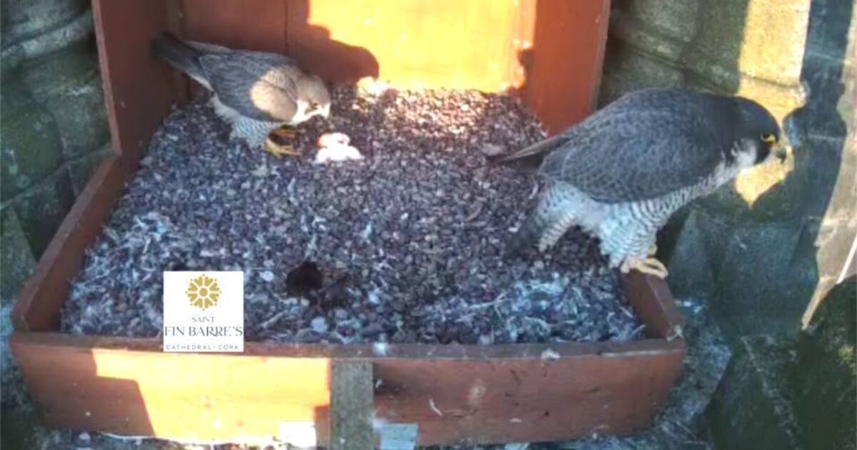 Peregrine Falcon chick born in Cork city — and another hopefully on the way