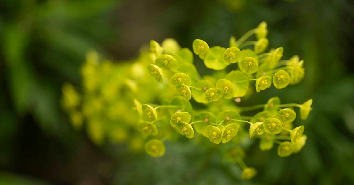Bloom time for spurge, the plant once used to catch fish