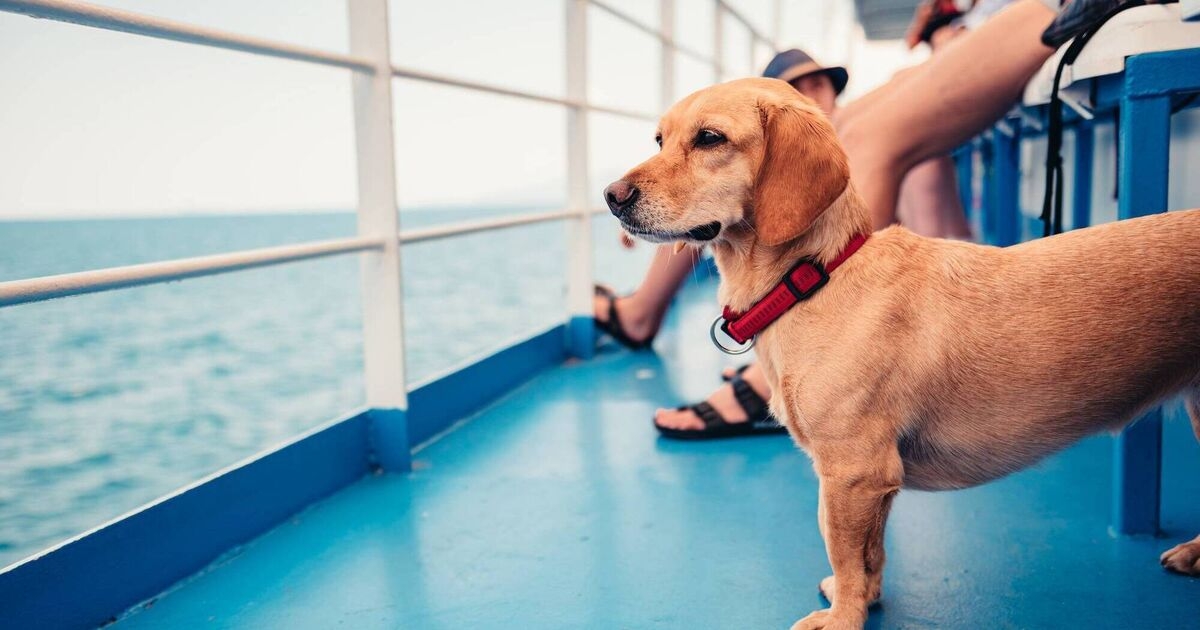 Home Q&A: Can I take my dog with me on holiday abroad?