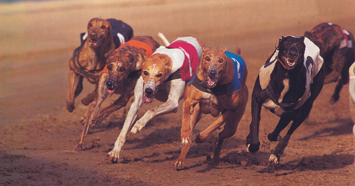 Irish greyhound regulator knew of welfare issues at kennels last year, months before it intervened