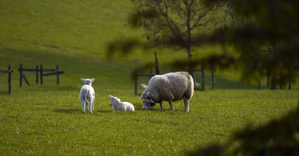 Man jailed for cutting sheep's throat and stealing another from Kerry farm