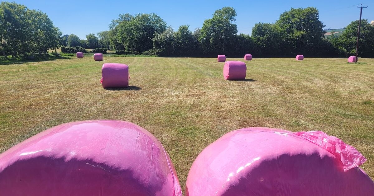 Paula Hynes: Wrapping It Pink for breast cancer