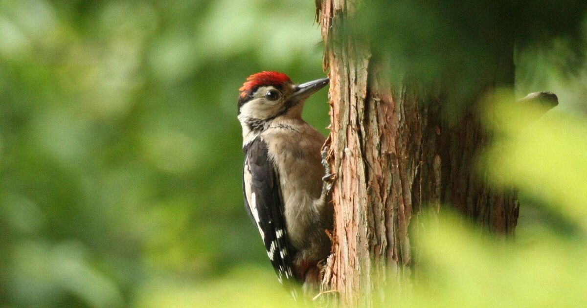 Like a phoenix... rare woodpecker spotted in city park
