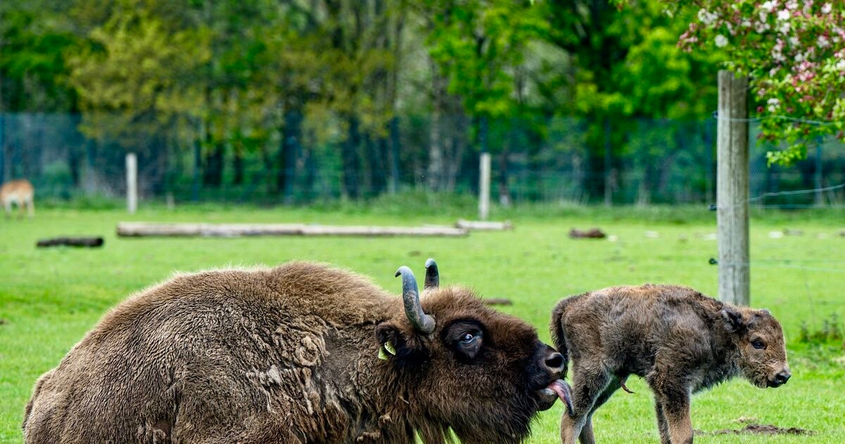 Watch: Baby boom at Fota Wildlife Park
