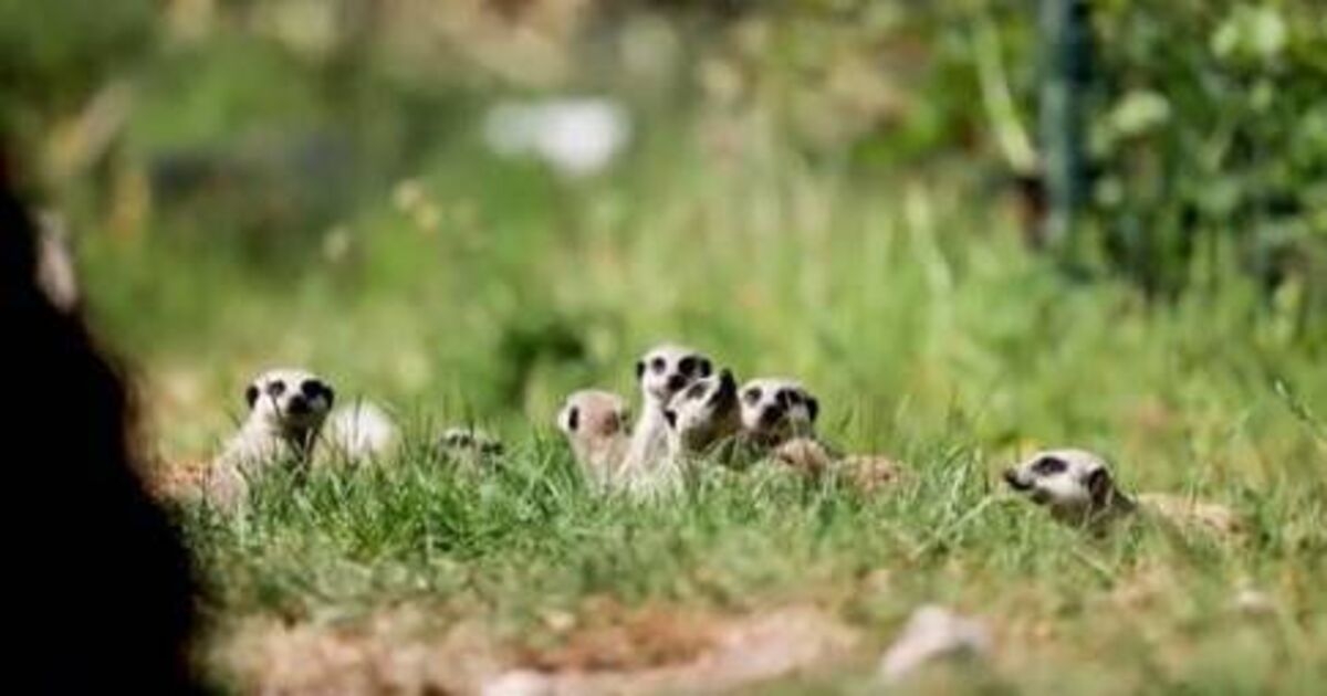 Watch: Three meerkat pups and two bison calves born at Fota Wildlife Park